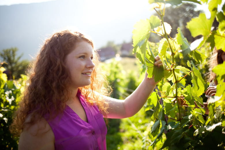 Domaine Aux Fruits de la treille