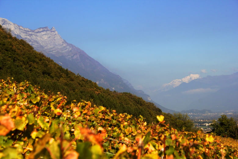 Le Chemin des Vignes