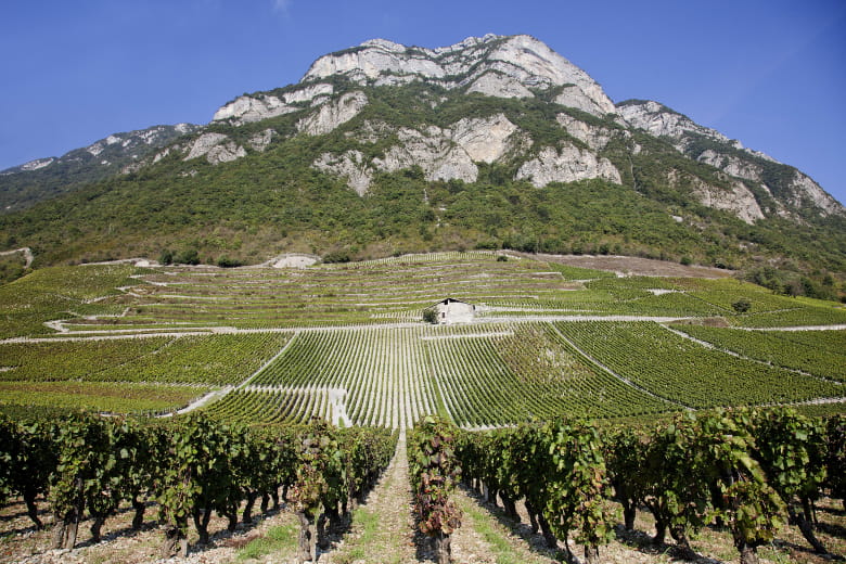 Une année de vigneron