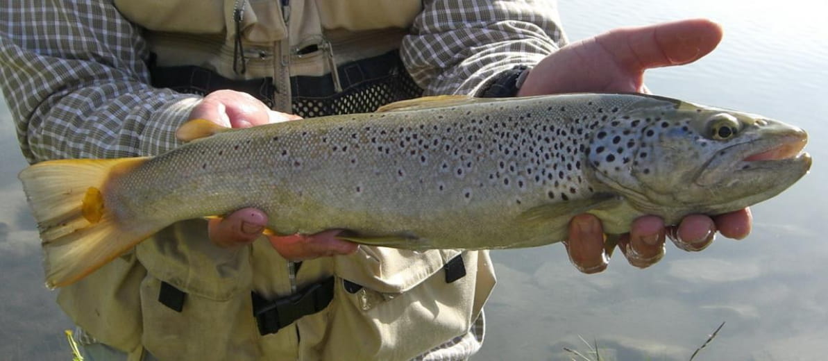 L'Isére en Combe de Savoie