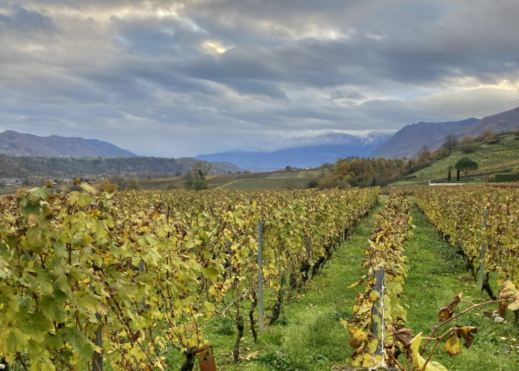 Domaine Vendange, le Miolanet