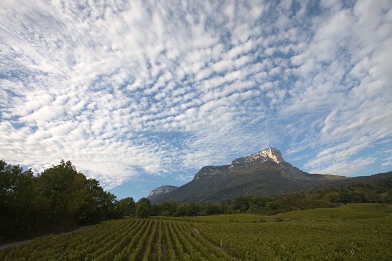 Vignobles au pied du Mont Granier