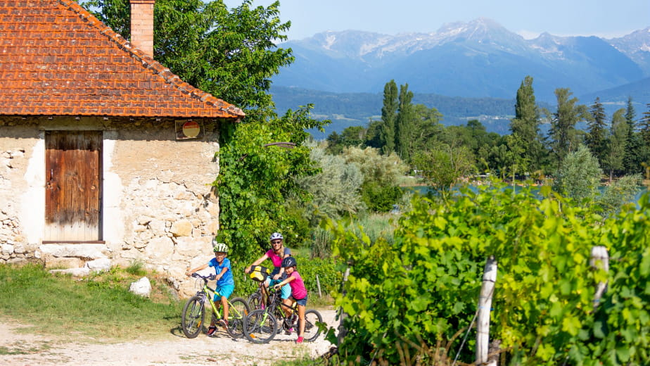 A vélo le long des vignes