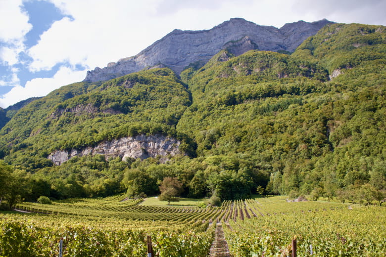 La Vigne sous les cascades