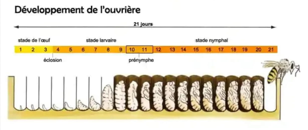 Jacques Bertholet