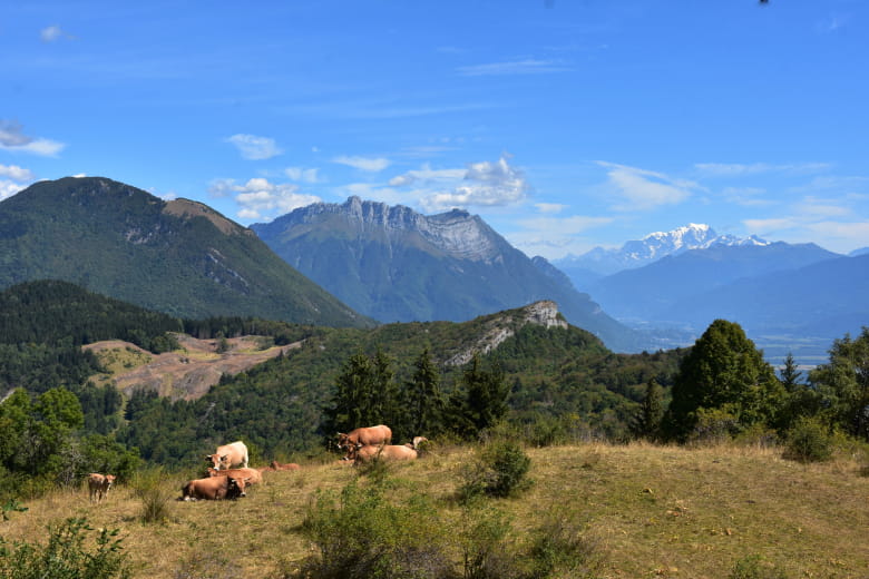 Sentier des Buis - Montmélian