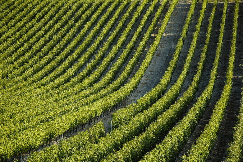 Vignes à Cruet