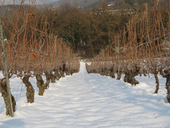 Domaine Grisard Jean-Pierre et Fils