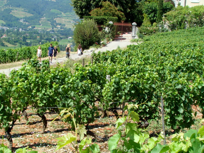 Trésors des vignobles Alpins