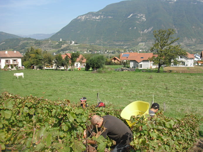 Exploitation Aux fruits de la treille