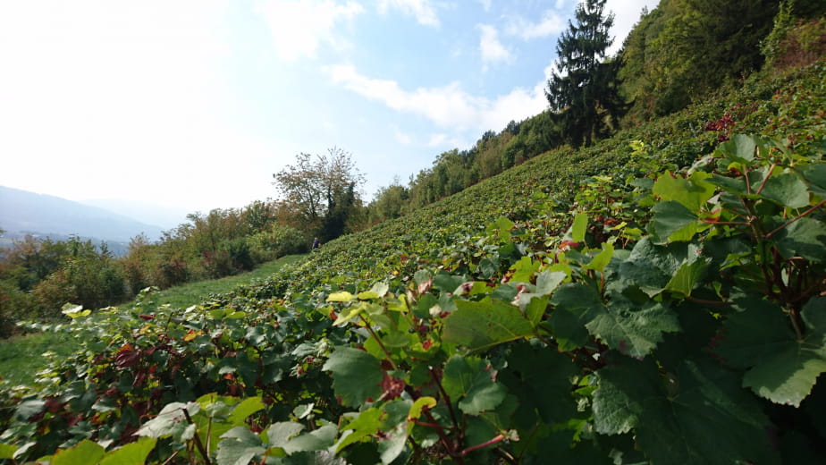 Domaine Philippe Grisard