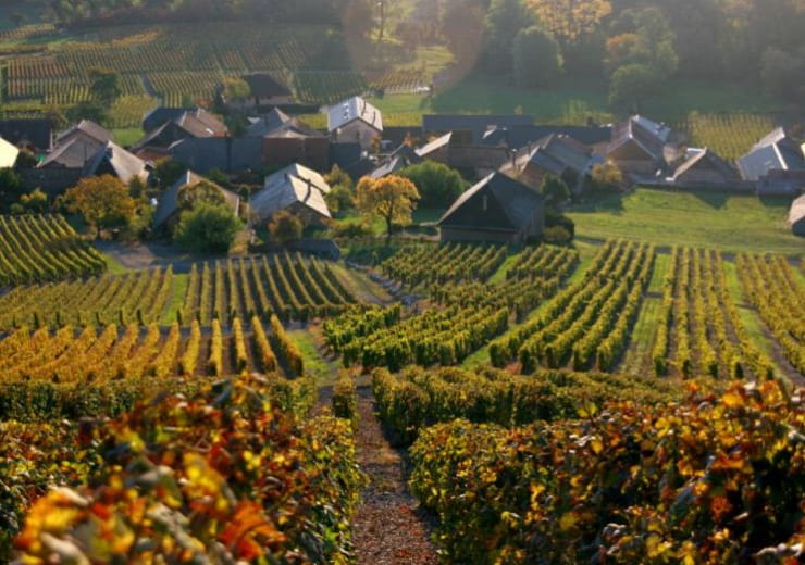 Le Vignoble de la Pierre Bleue